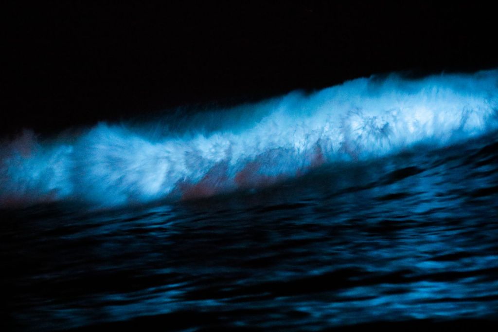 Bioluminescence Kayaking on Florida’s Space Coast: A Magical Summer Adventure